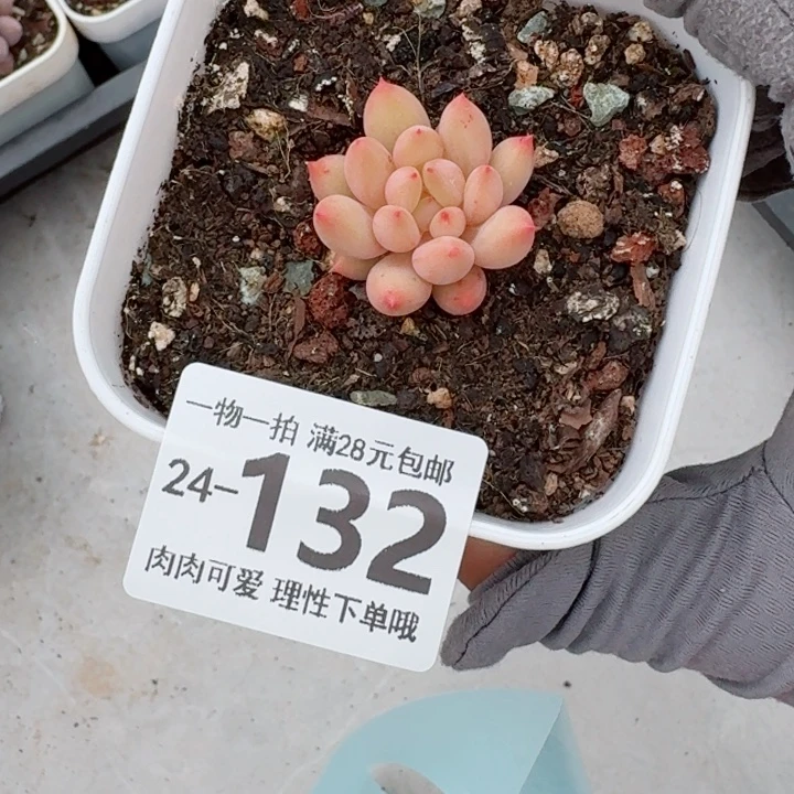 虞美人多肉无盆土发货无