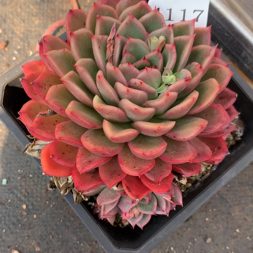 4117杂交多肉植物