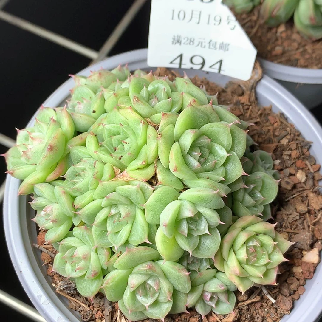 【闪购商品】云494号