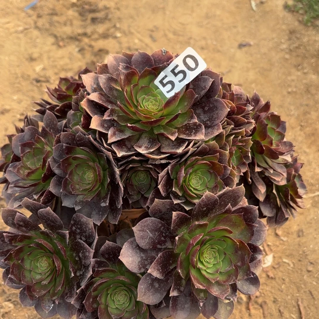 550赤焰莲多肉有断枝不包损