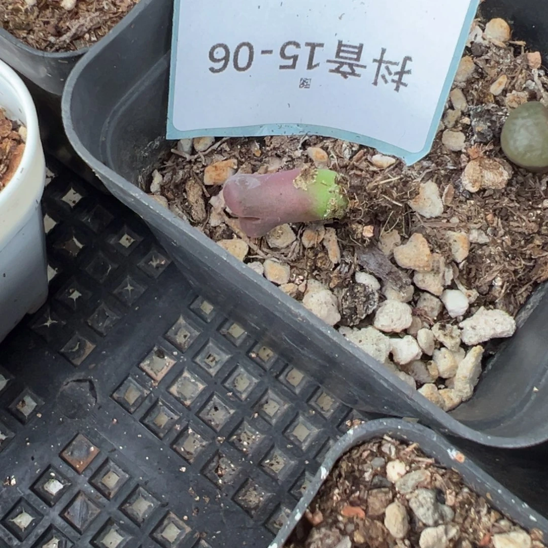 ๓***.15-06肉锥多肉植物，