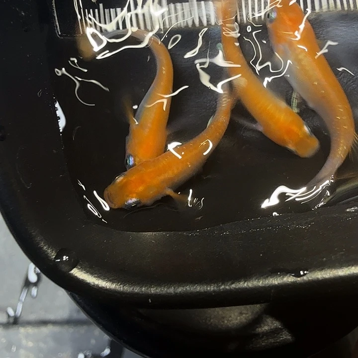 青鳉鱼37号拍品红鱼