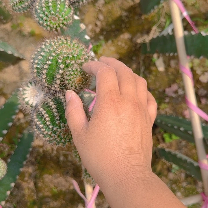 王*派077无根测芽三公分左右