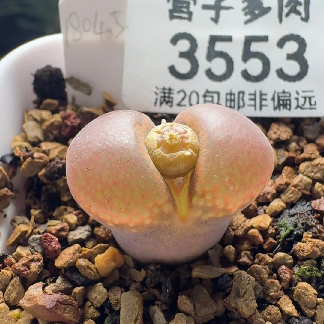 1804.5带盆土c10同属。