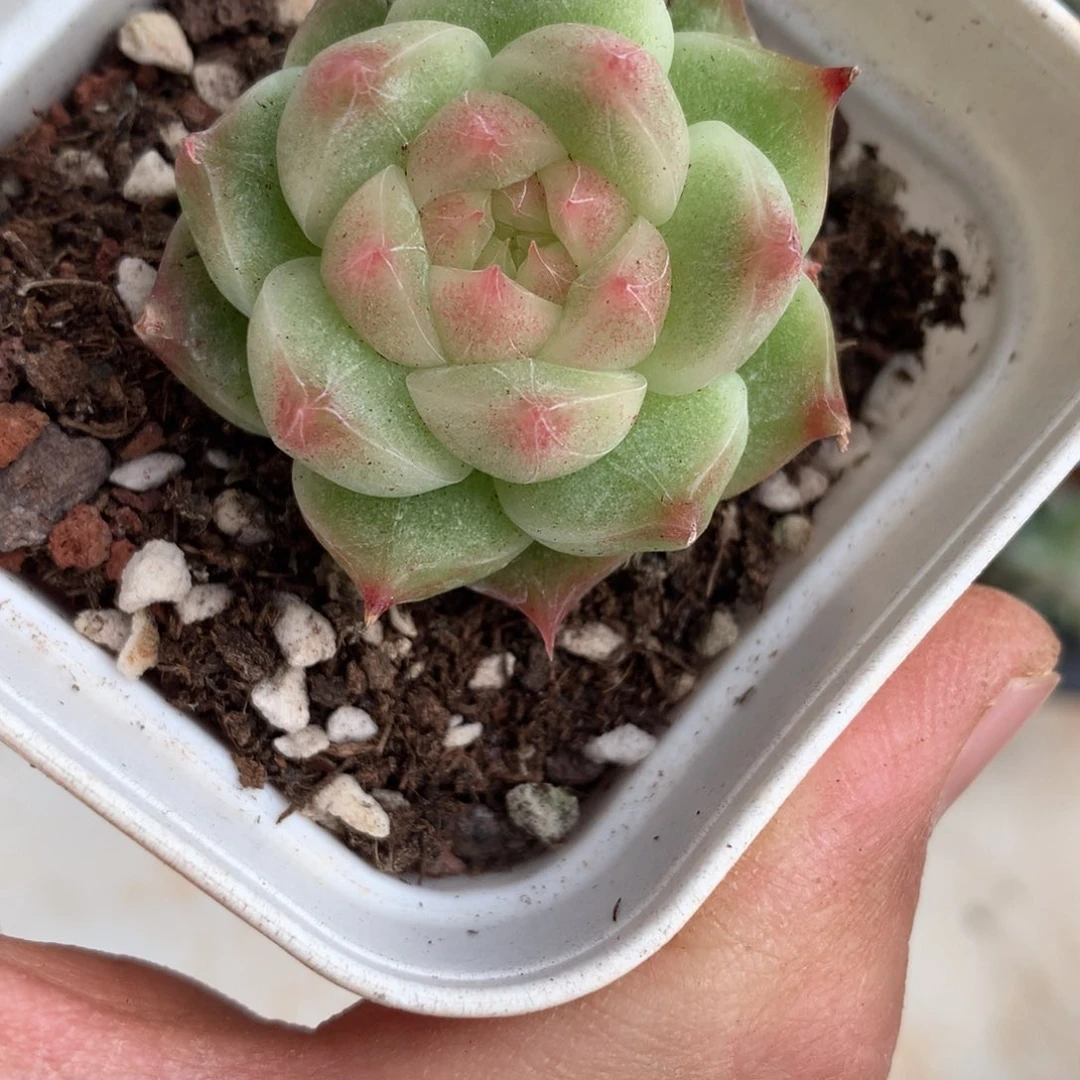 麦秆杂珍妮麦秆体。     29号