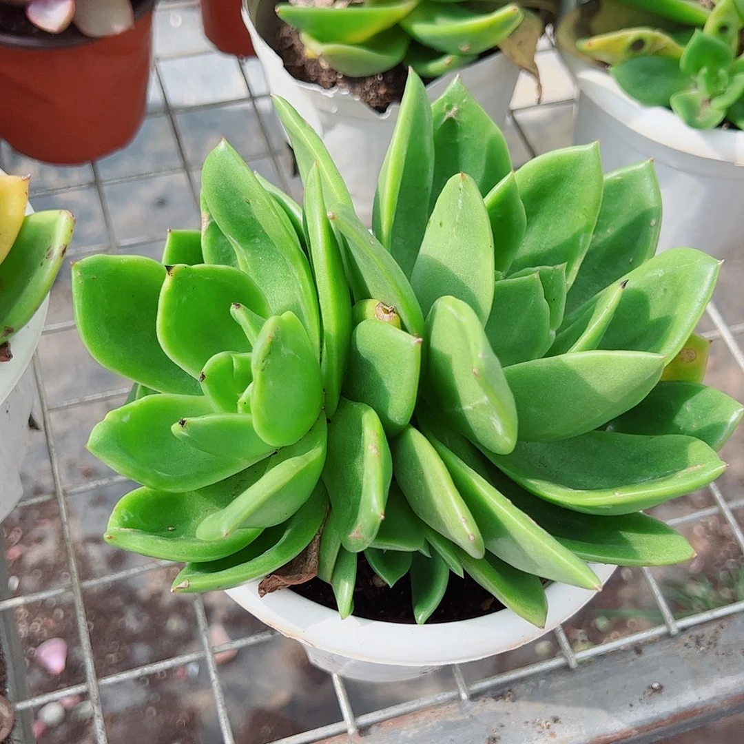 翠花双头起发精品特价