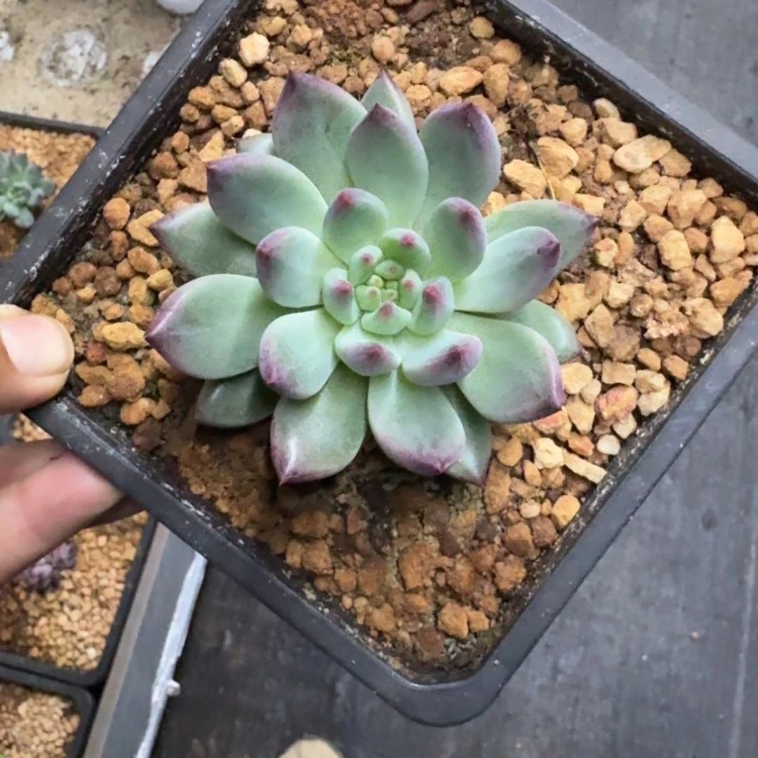 紫镜单头 一物一拍