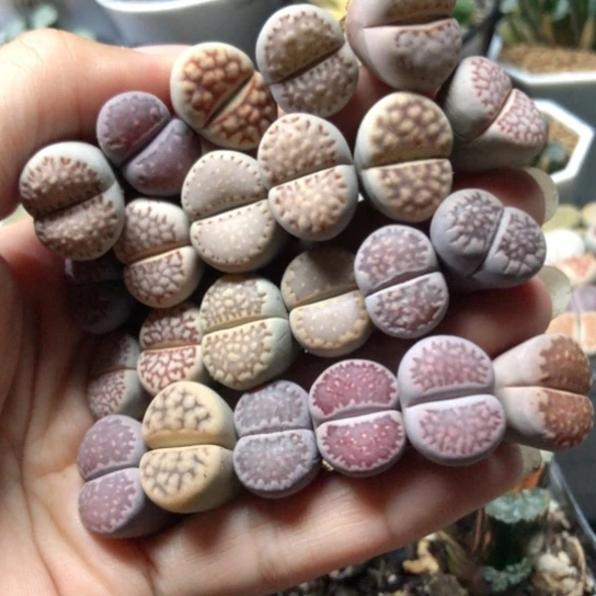 1528，1.5厘米左右如图23棵