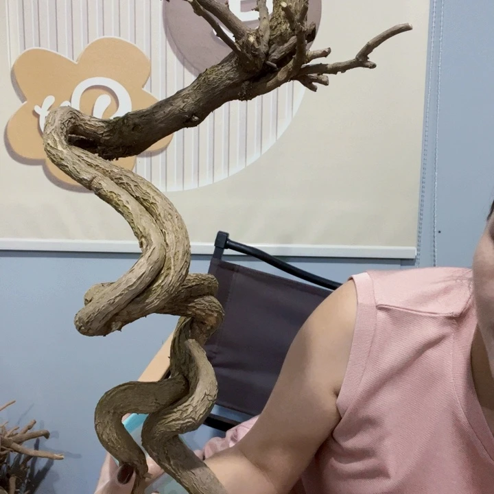 当前无花栽培后可以开花