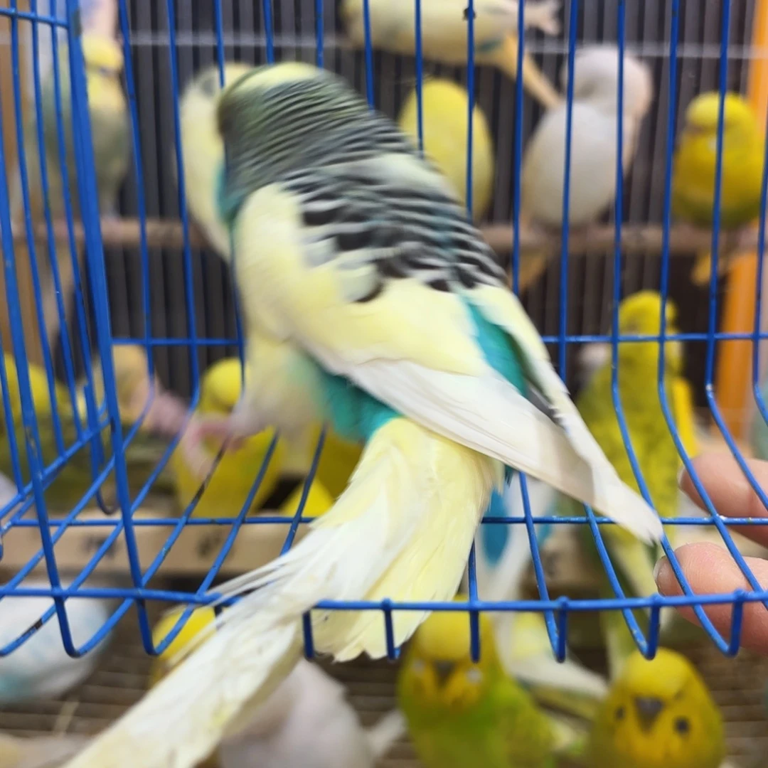 虎皮鹦鹉大头种鸟