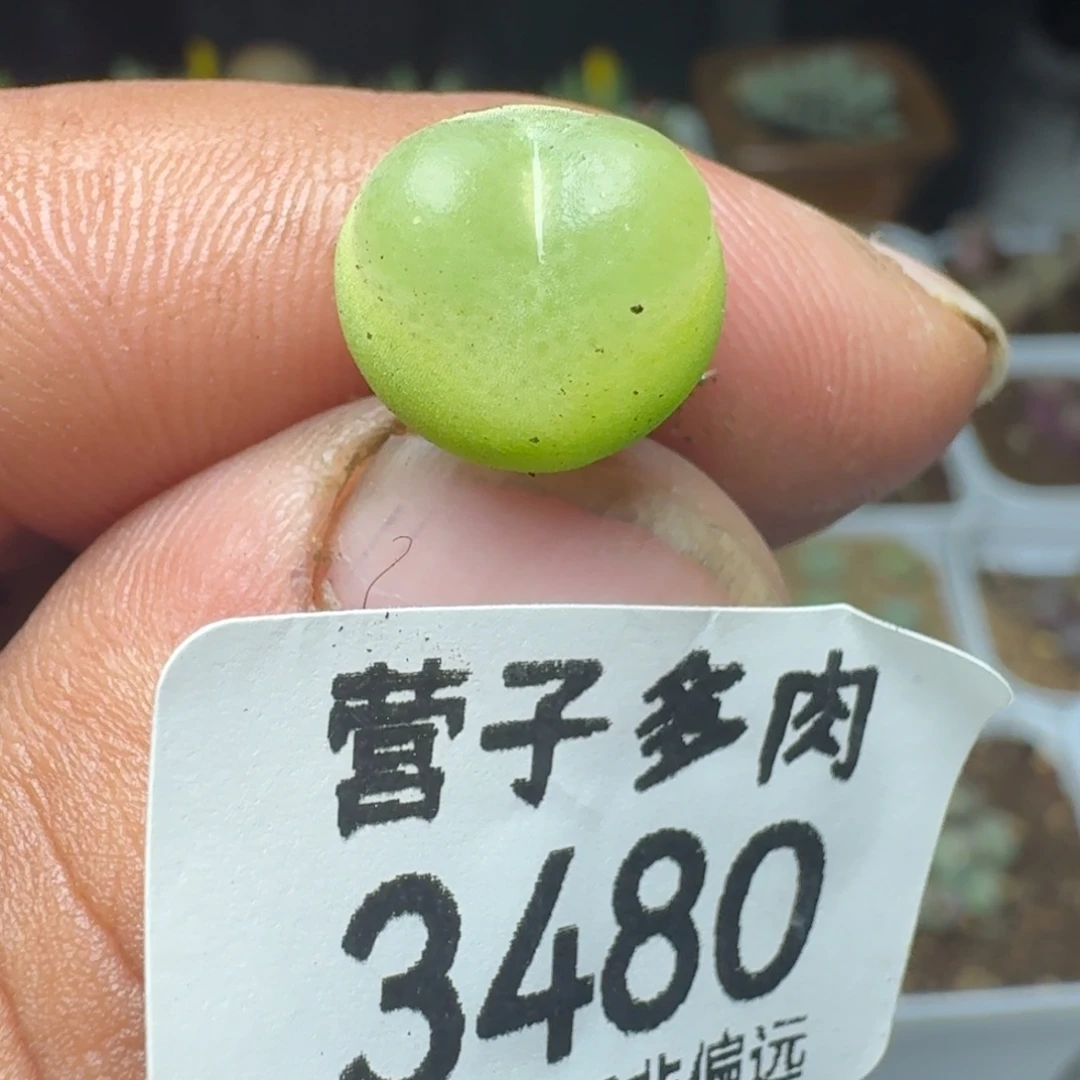 拉登1.2。    1200