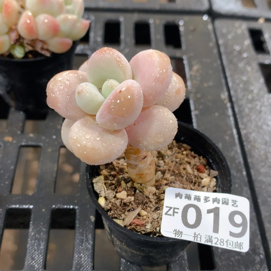 肉萌萌拇指盆精控多肉ZF019