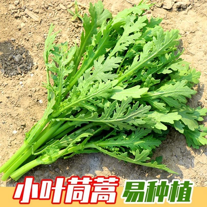 【满5包包邮】小叶茼蒿种子大全农家茼蒿种籽菜籽四季皇帝菜种苗