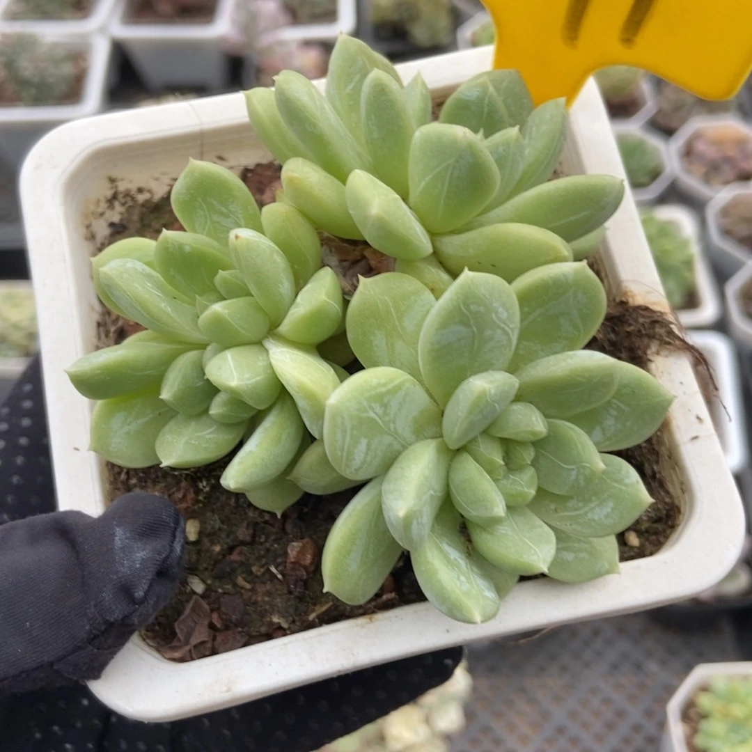 541百搭翡翠多肉植物保护