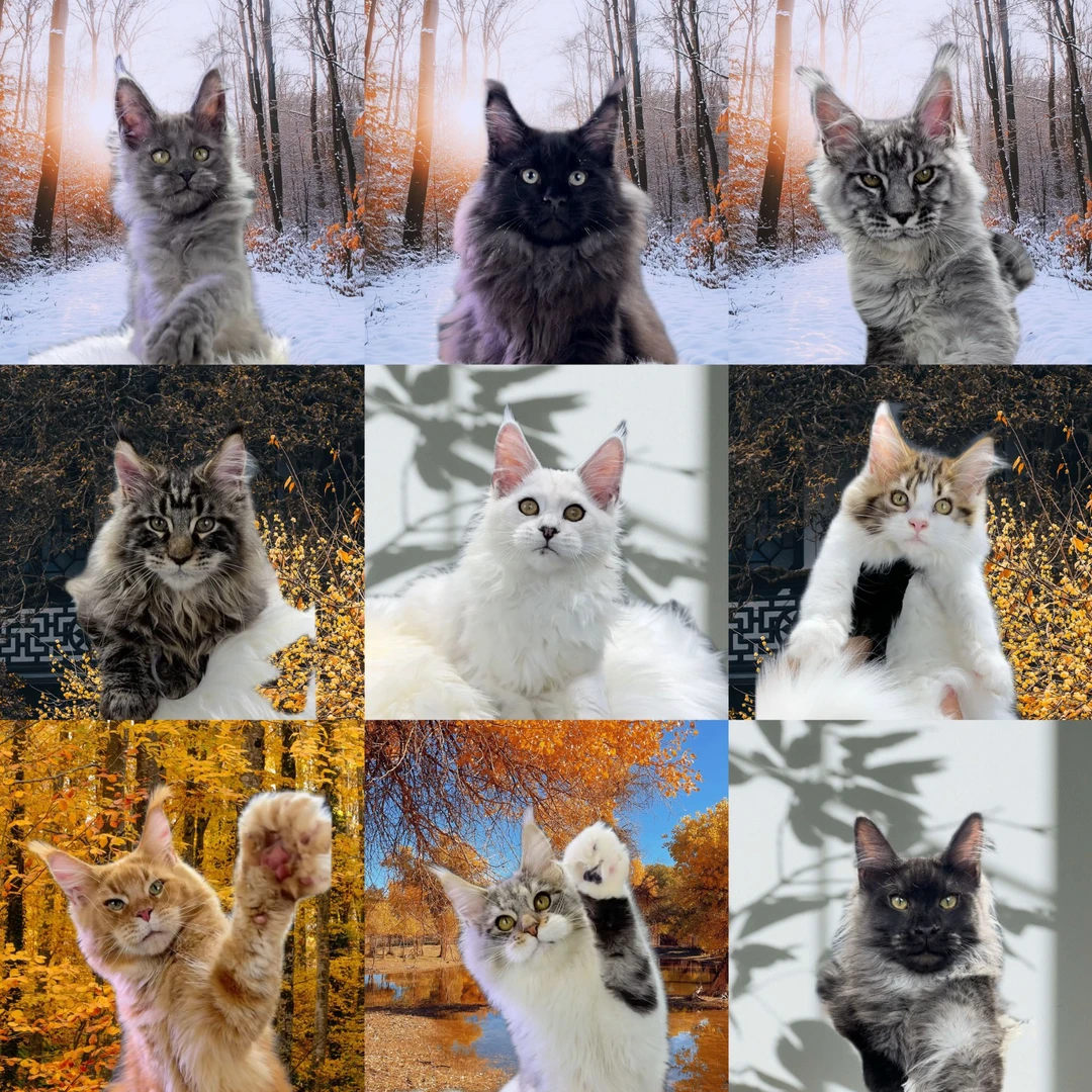 高品质缅因库恩猫活体 大体缅因库恩猫活体