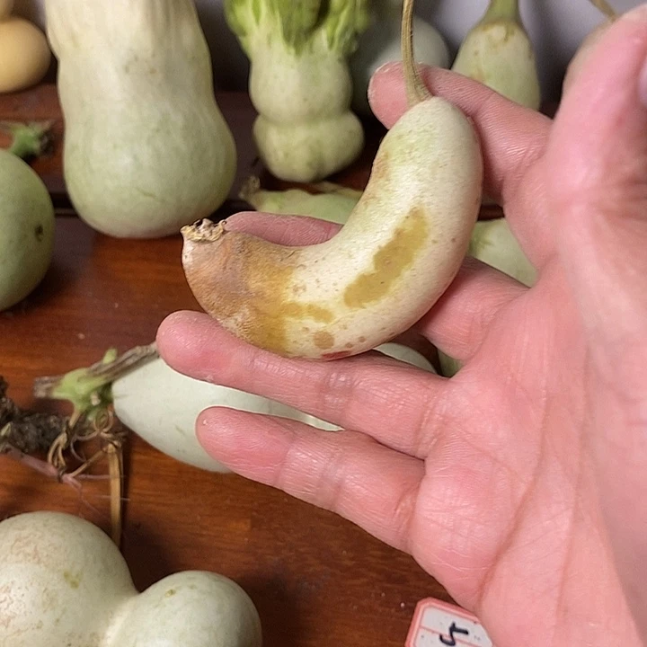 烀***的青皮葫芦小手把件