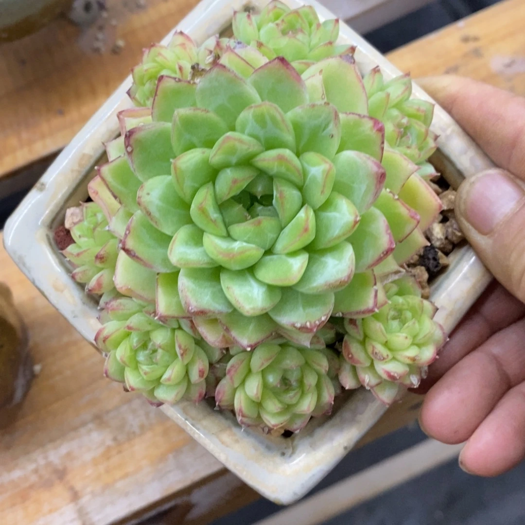 精品多肉一物一拍不包整290