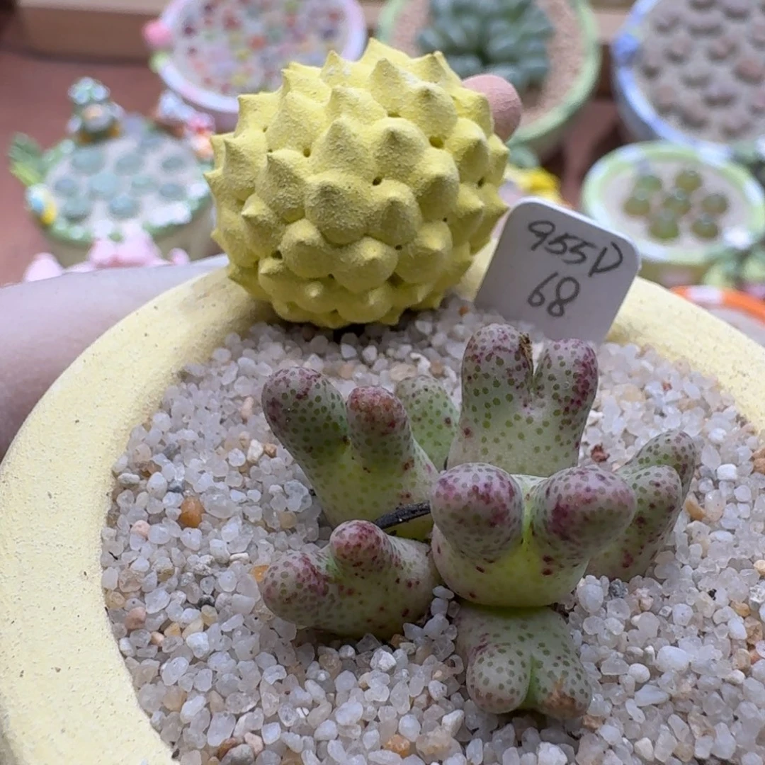 忧***包1214-058连盆带花斑马