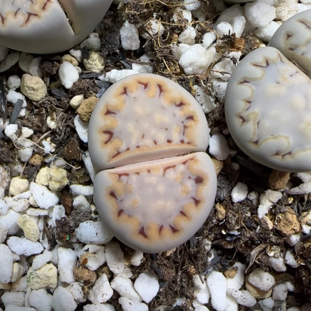 12.4    217饼干。  5053