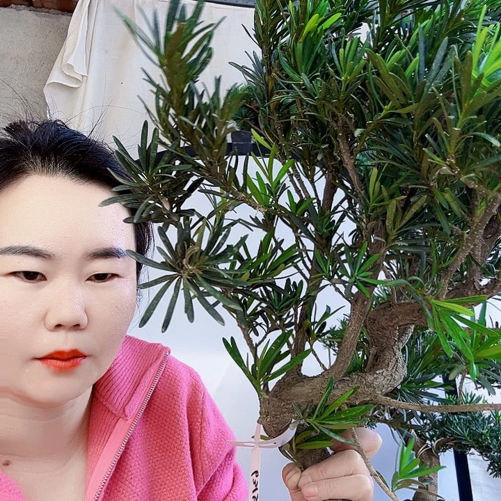 老***凰无花朵罗汉松是我国著名