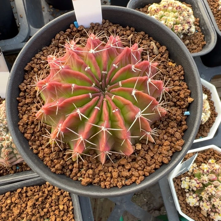 264实生根剑芒多肉植物带盆土