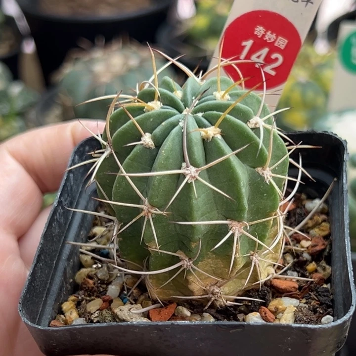 实生狂风丸一棵仙人球