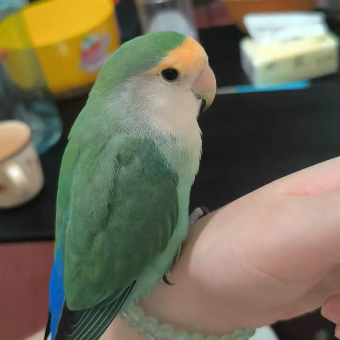 手养亲人的半毛牡丹