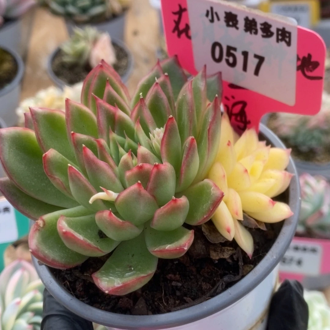 517曼陀罗锦锦锦锦锦