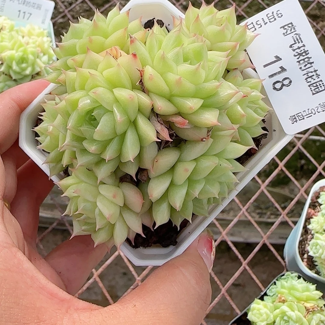 0915--118麦秆不包整