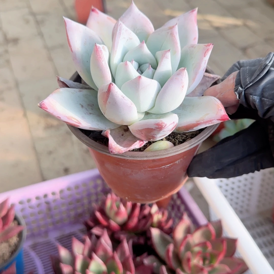 无花朵120野卡单头