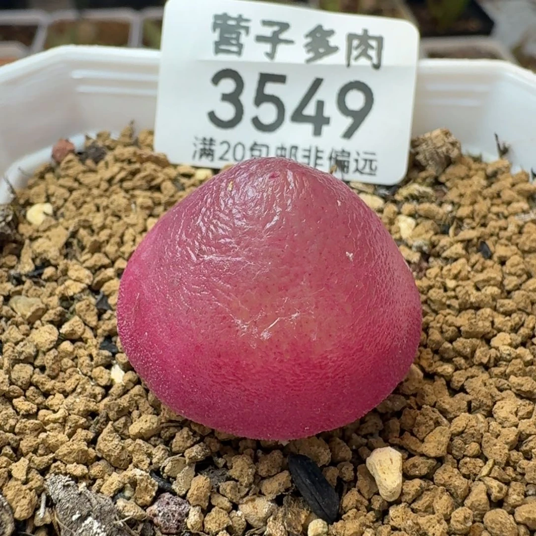 灯泡2.6带盆土
