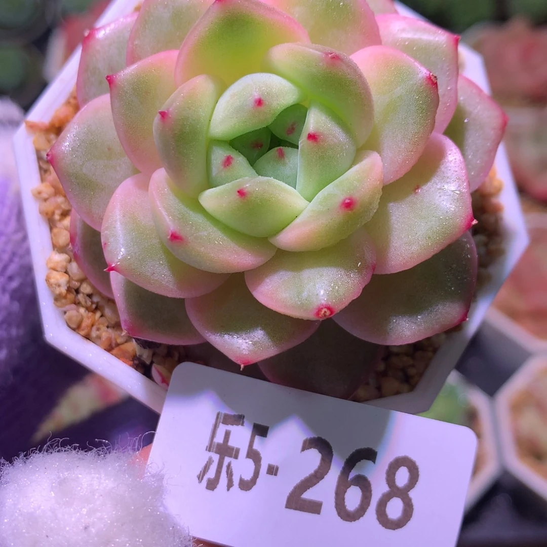 乐然 5-268 福利珍妮