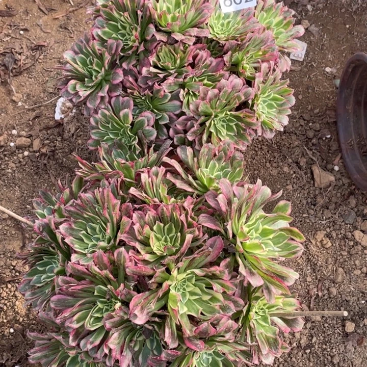 驳***记无花朵602多肉植物天河