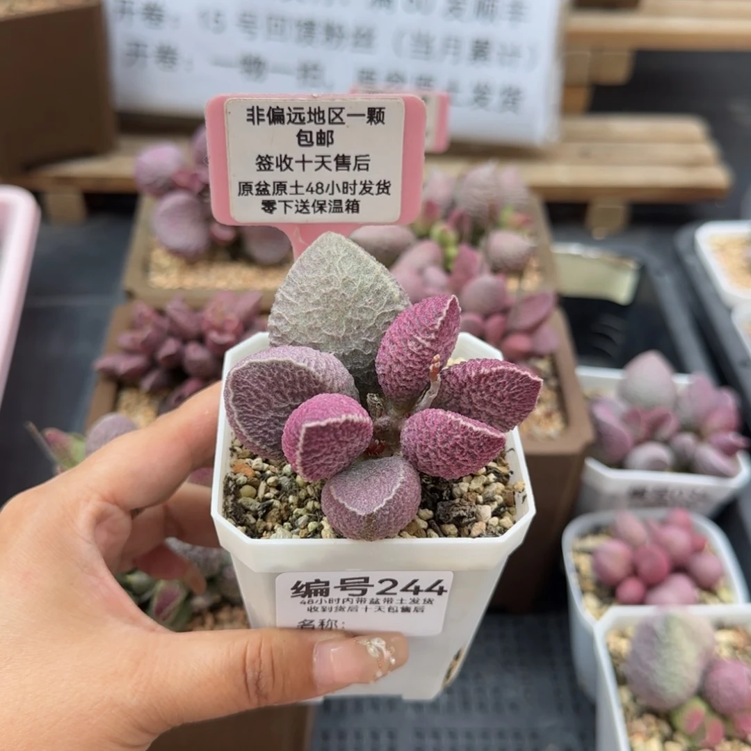 陈*淇244哈莫猪多肉植物