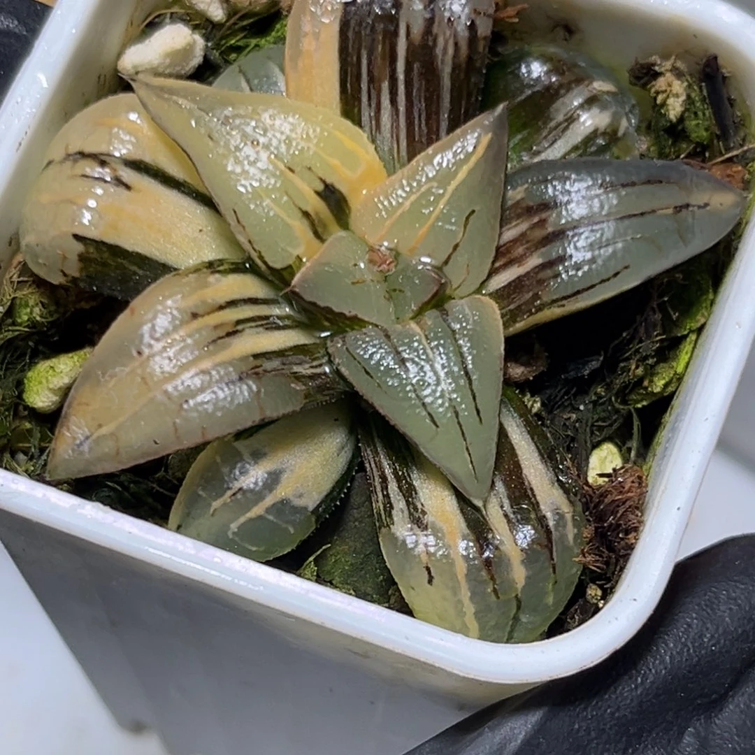 十二卷多肉0819红纹