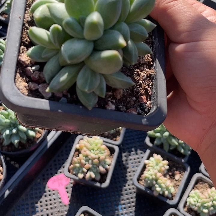 重楼多肉植物群生174