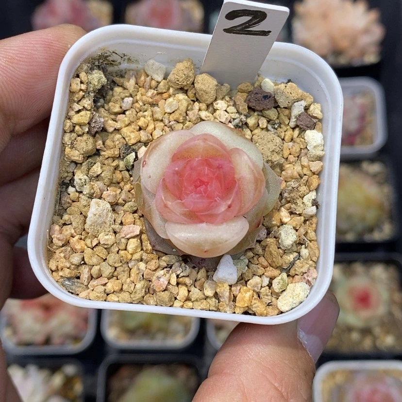 【闪购商品】C****r羊脂玉2多肉