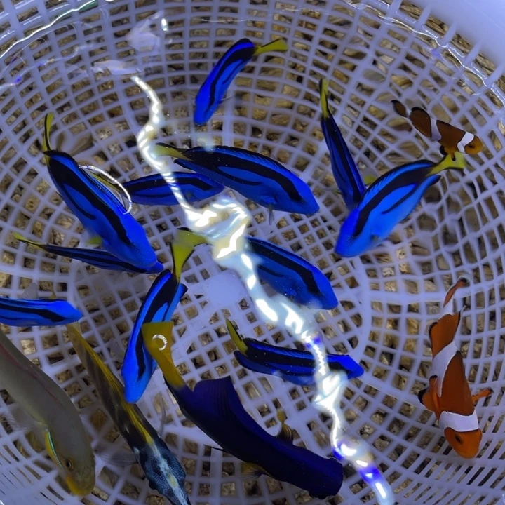 海水鱼6-7蓝调一条顺丰包邮