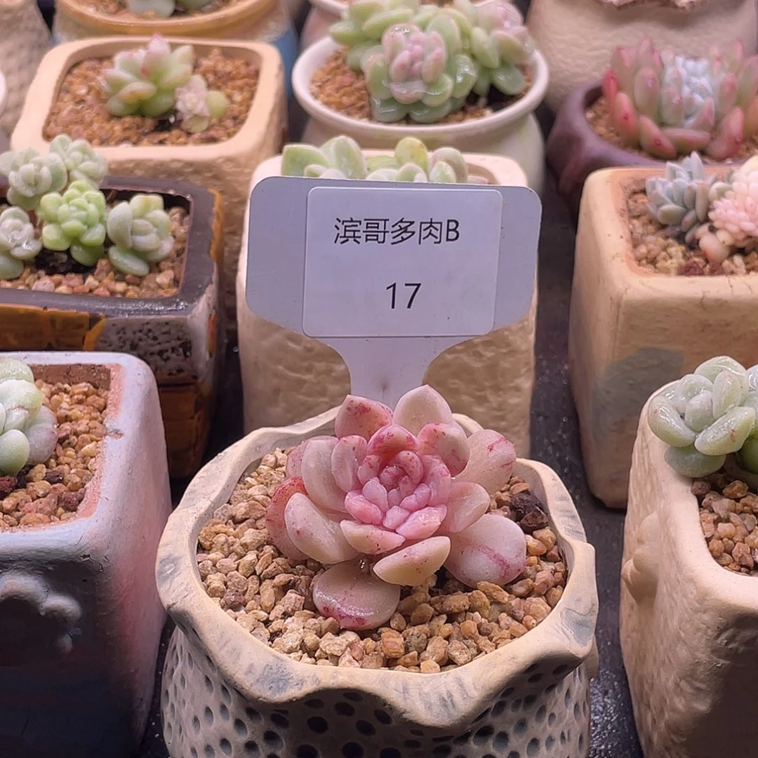 *****滨哥多肉B17糖心锦