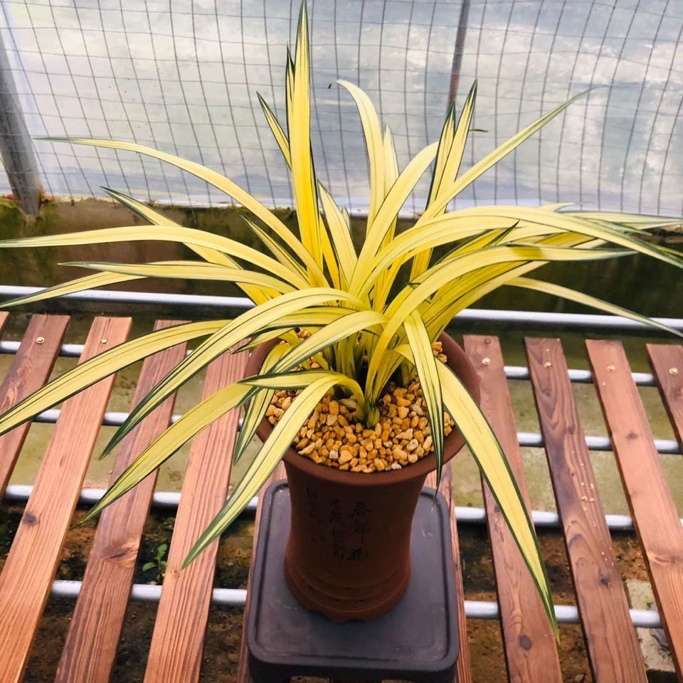 名贵兰花苗艺墨兰南阳之松阳光中透艺花艺双全室内客厅兰花苗好