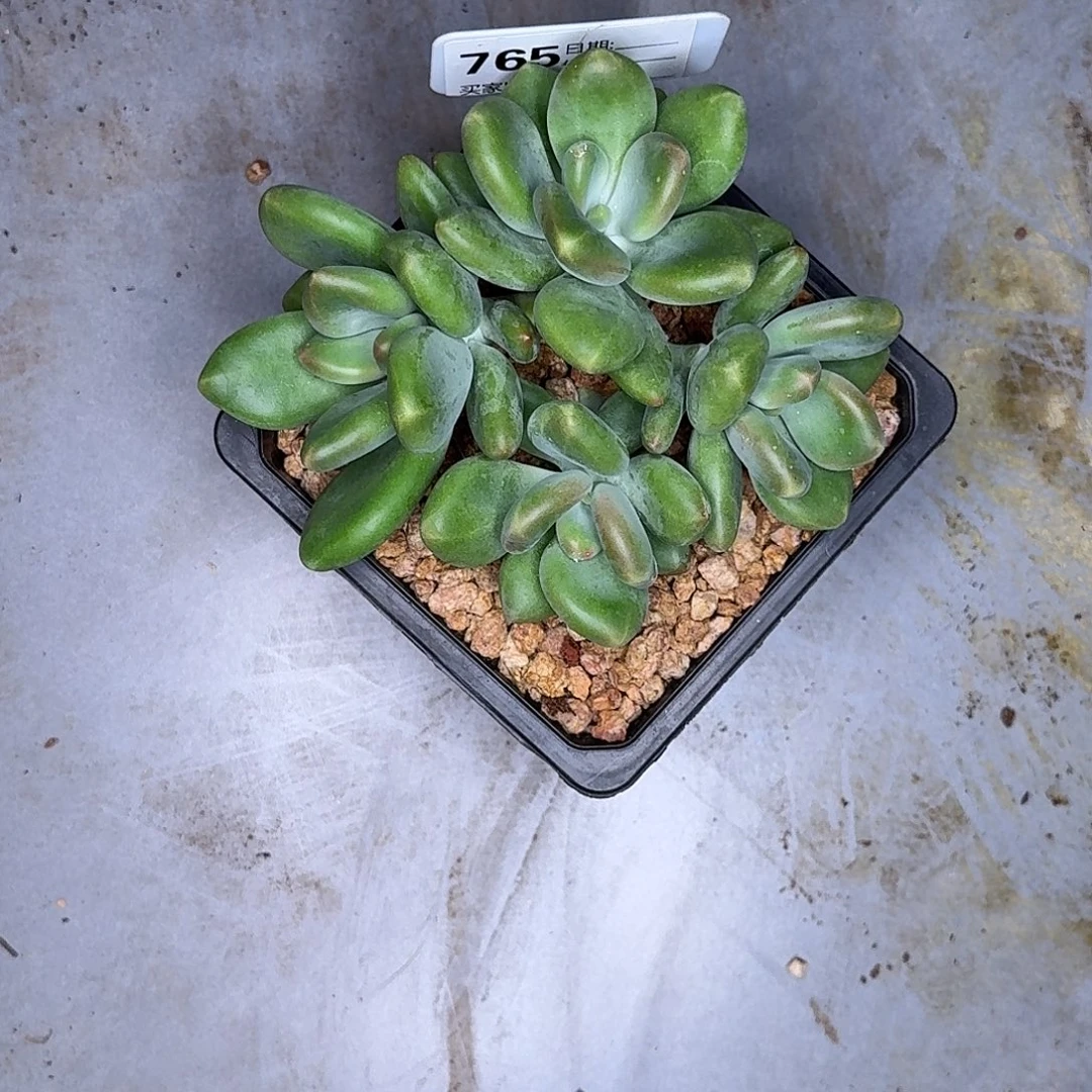 子****765X多肉植物多肉植物