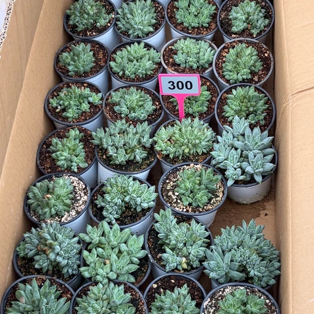 ****間多肉植物30颗暗纹美人300