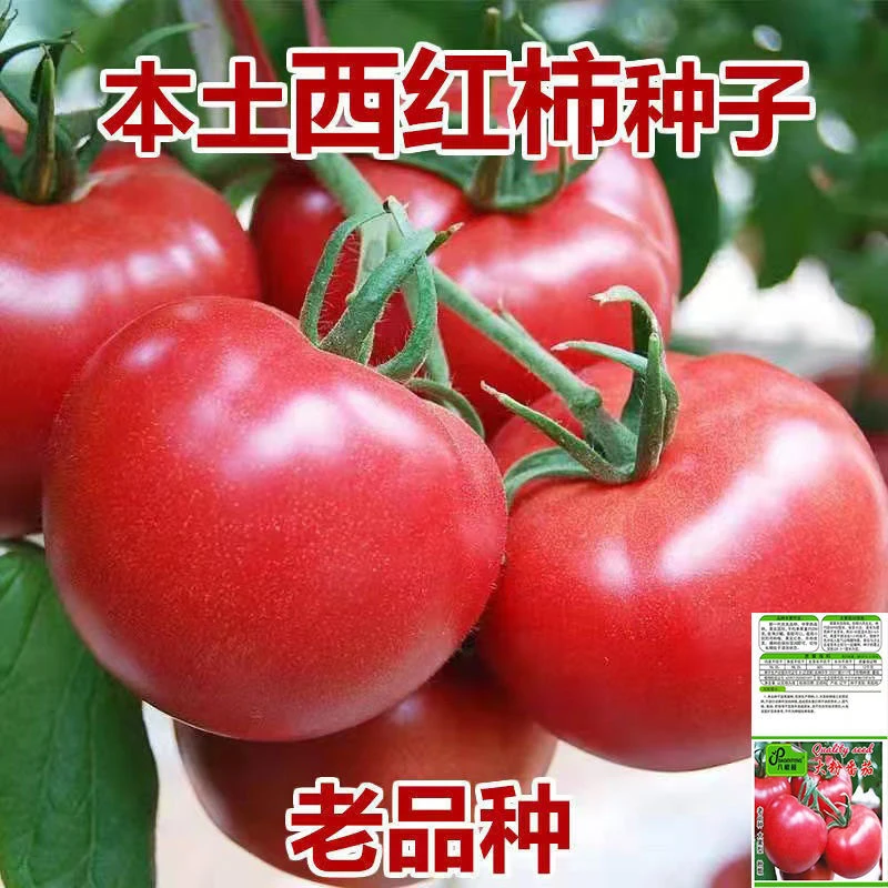 果大西红柿自然成熟沙瓢大粉番茄种子家庭庭院盆栽蔬菜攀枝花番茄