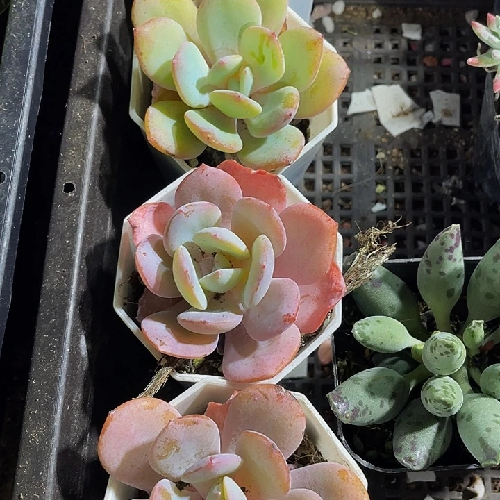 大奶茶带哦土发货