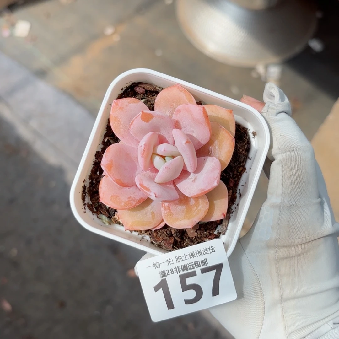 奶茶单头无盆土发货