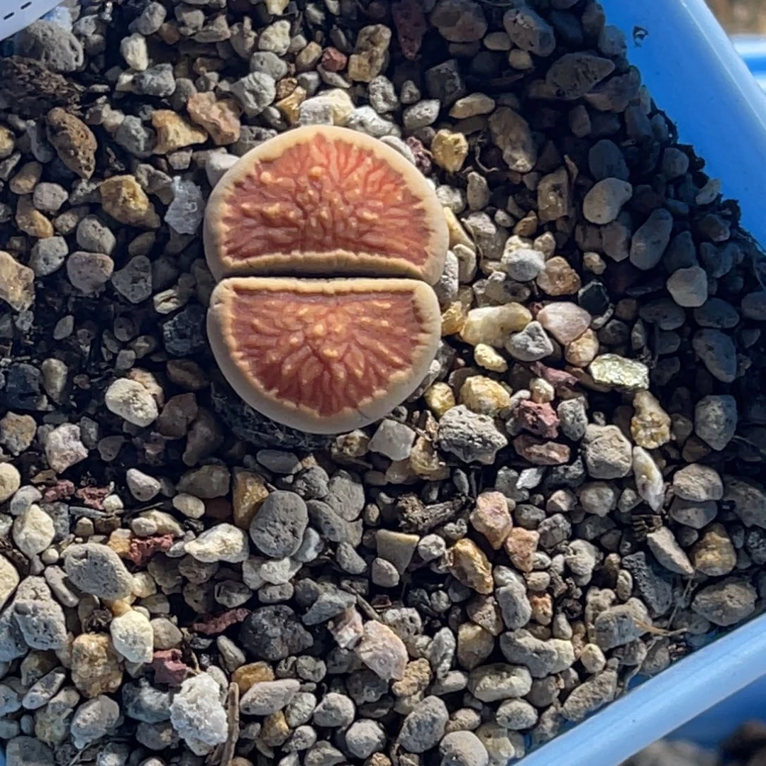 然***叙2708菊1专拍的花开
