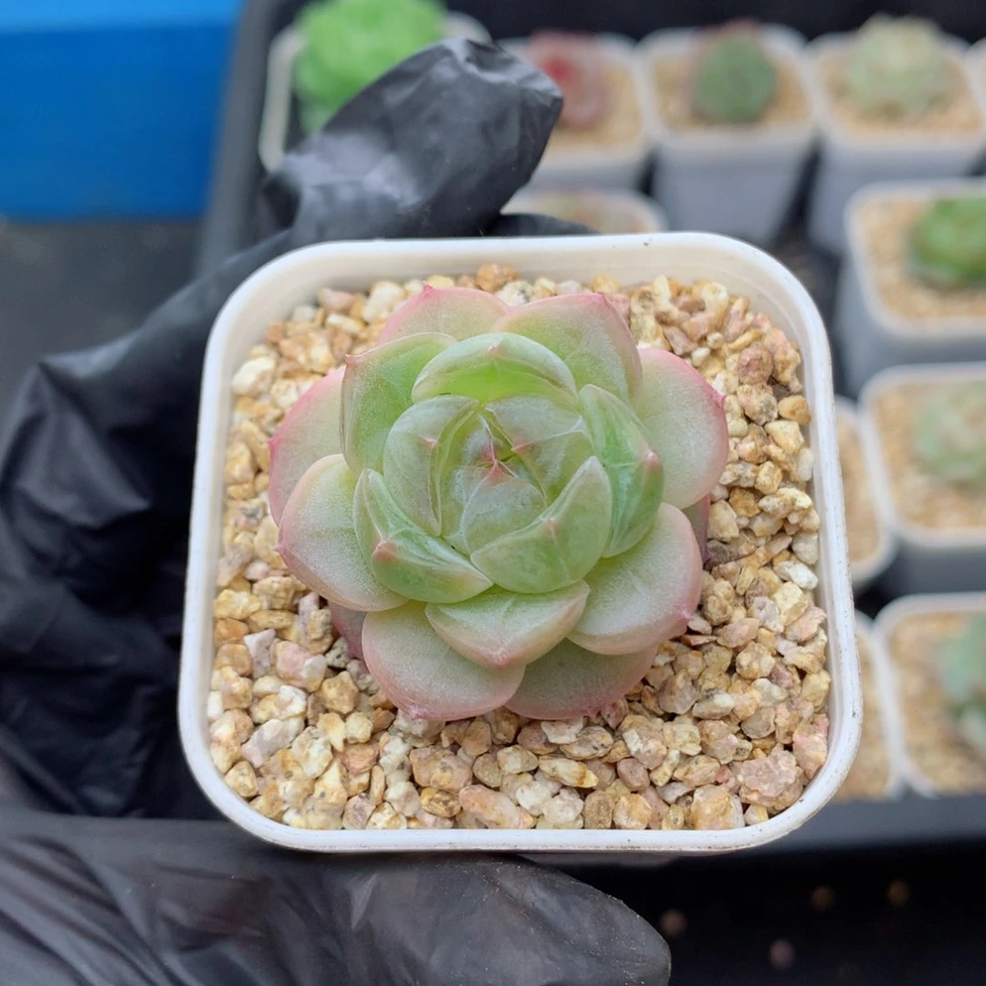 58包邮  群生不包整糖心9