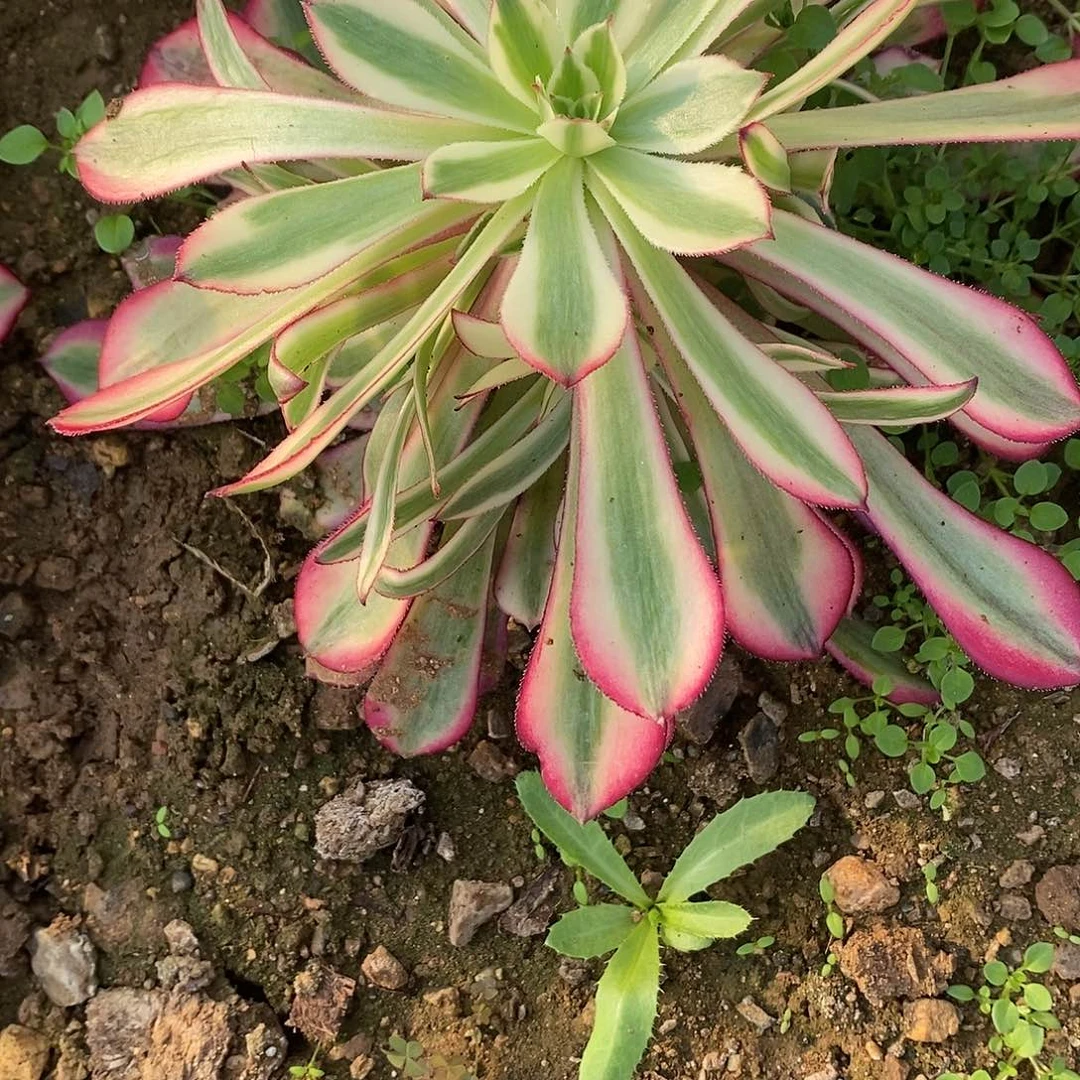 685红铜壶超白锦多肉