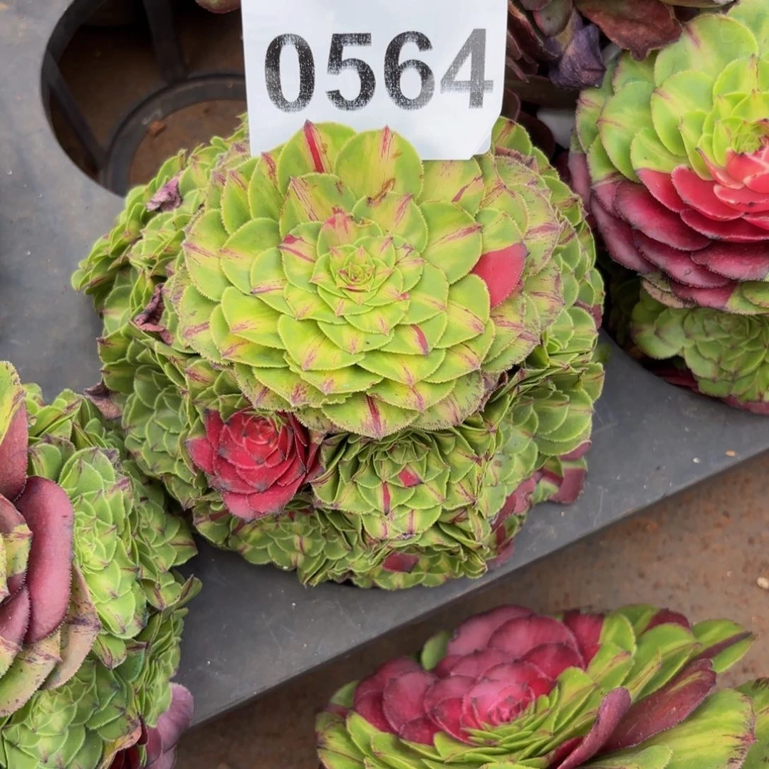 用****子0564多肉植物知否