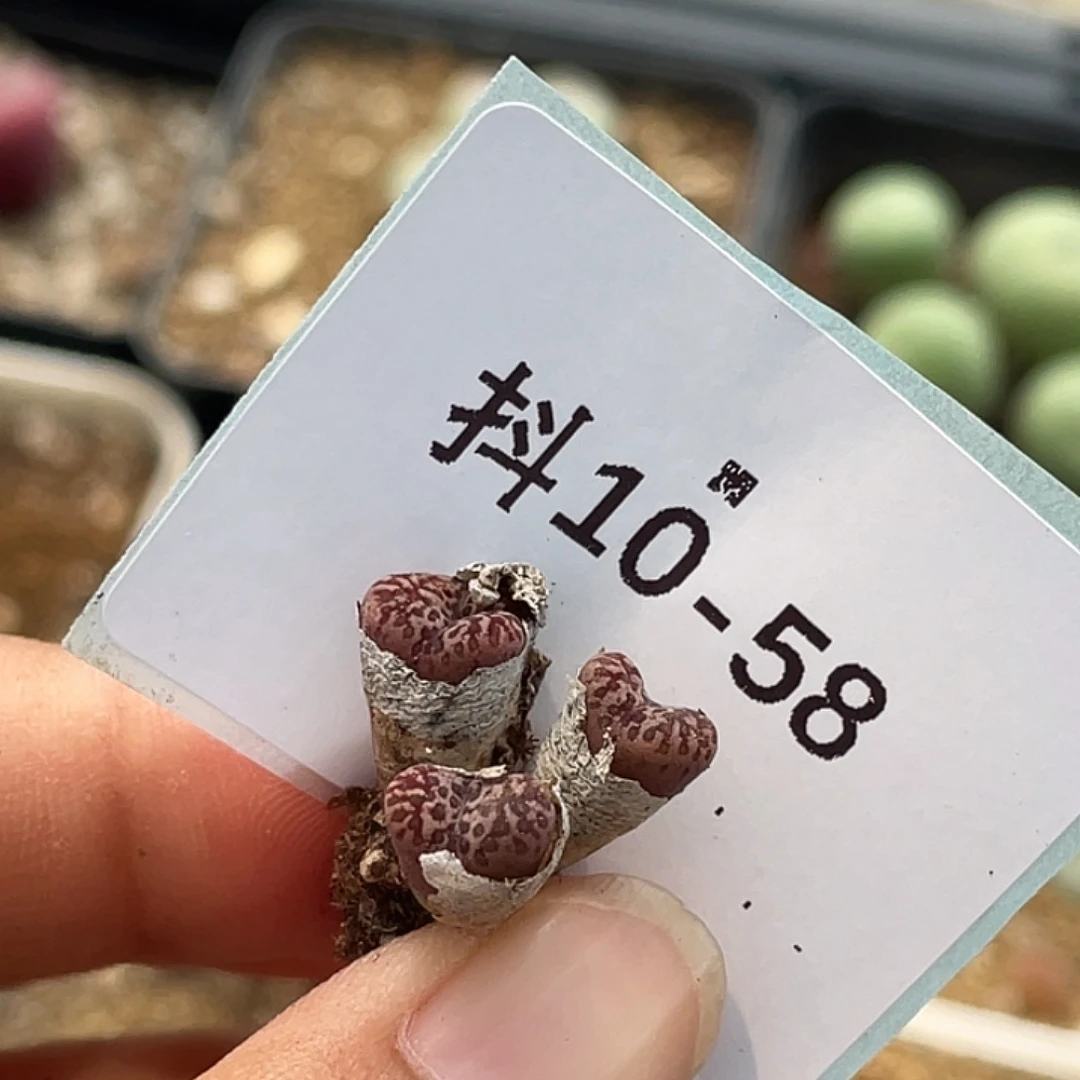 奶***铃10-58多肉植物肉锥